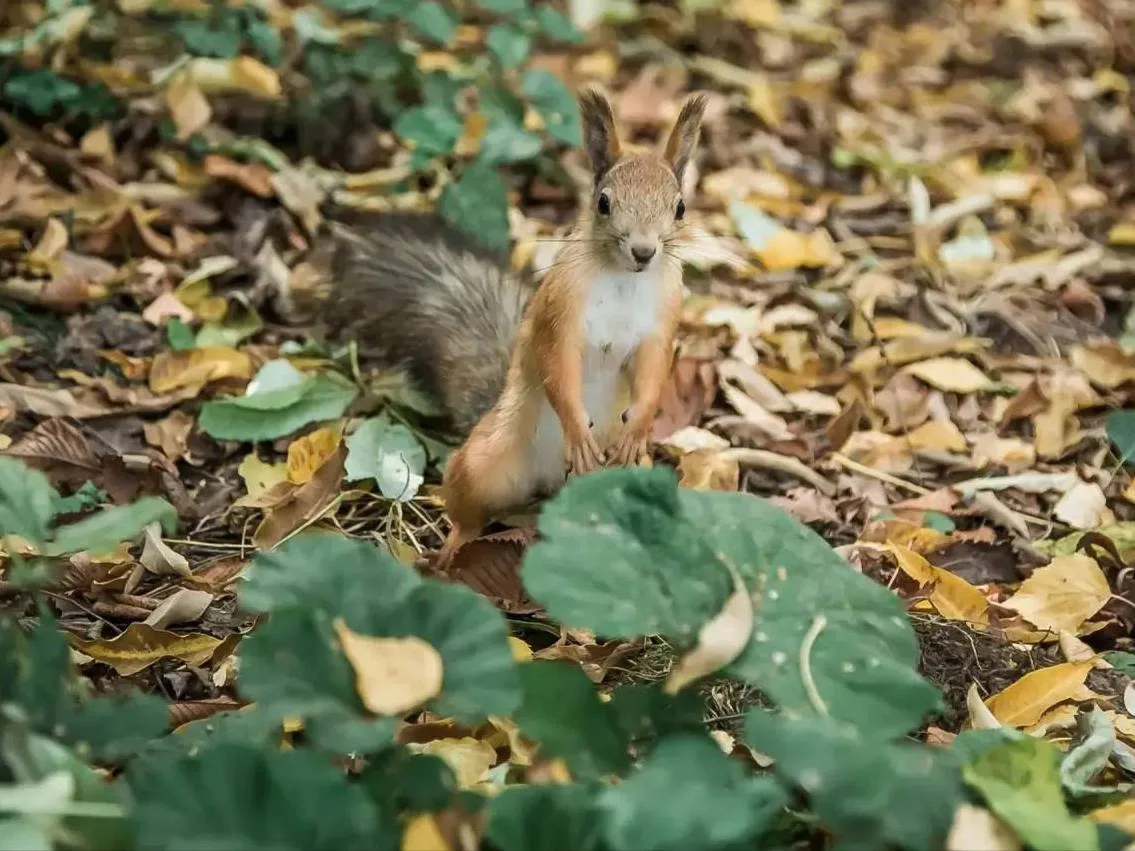 Осенние хлопоты в «Швейцарии» 🐿️