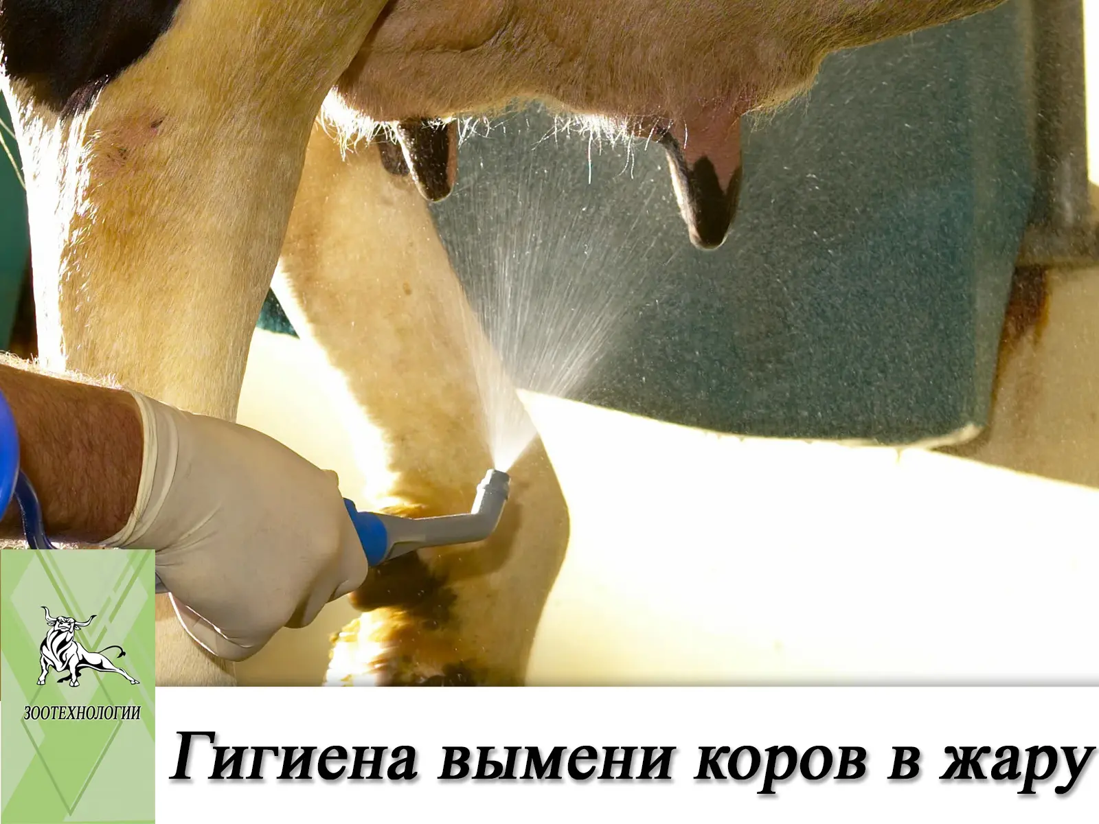 Гигиена вымени коров в жару: как предотвратить мастит?

☀️ Жара — серьёзное испытание для здоровья к