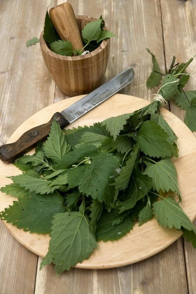 Настой крапивы — природная поддержка крови

📗 Крапиву недооценивают, а зря.

🌱 Рецепт:
1 ст. л. кр