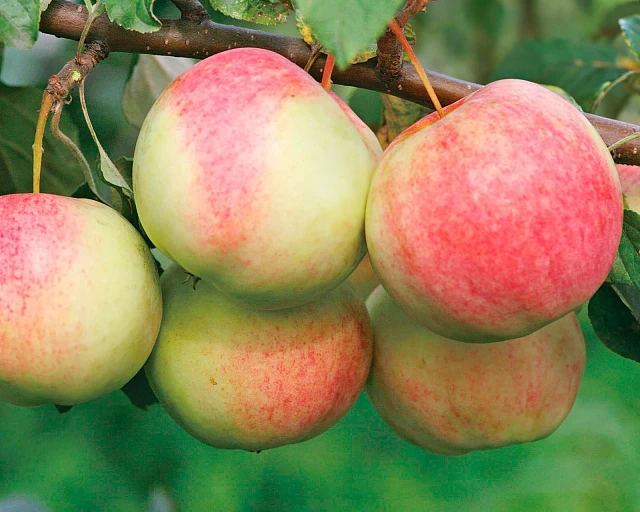 🍎 Подборка яблонь для вашего сада

🌿 «Яблоня Мечтательница»
Летний сорт из Екатеринбурга с очен