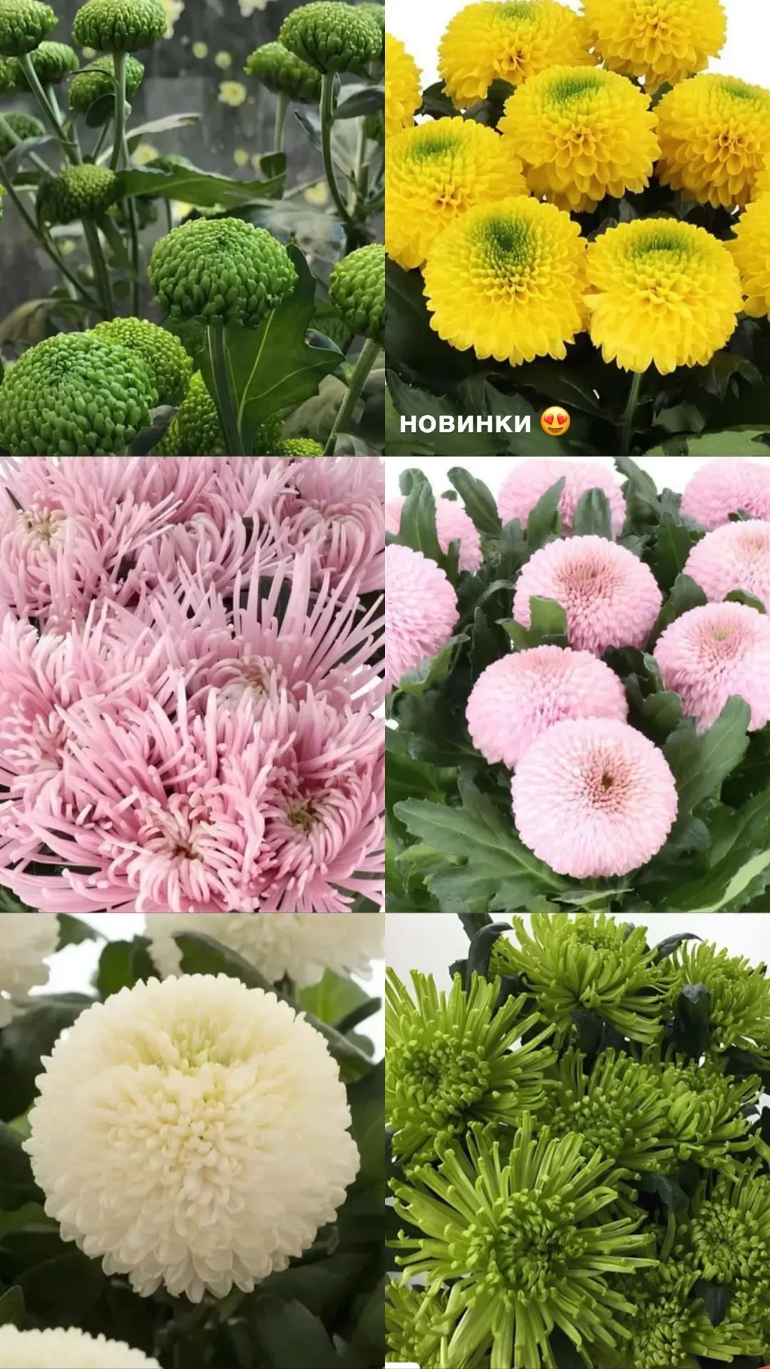 Новинки в каталоге хризантем 😍  Тысячи укоренённых черенков хризантем доступны к заказу на Гаршинка.