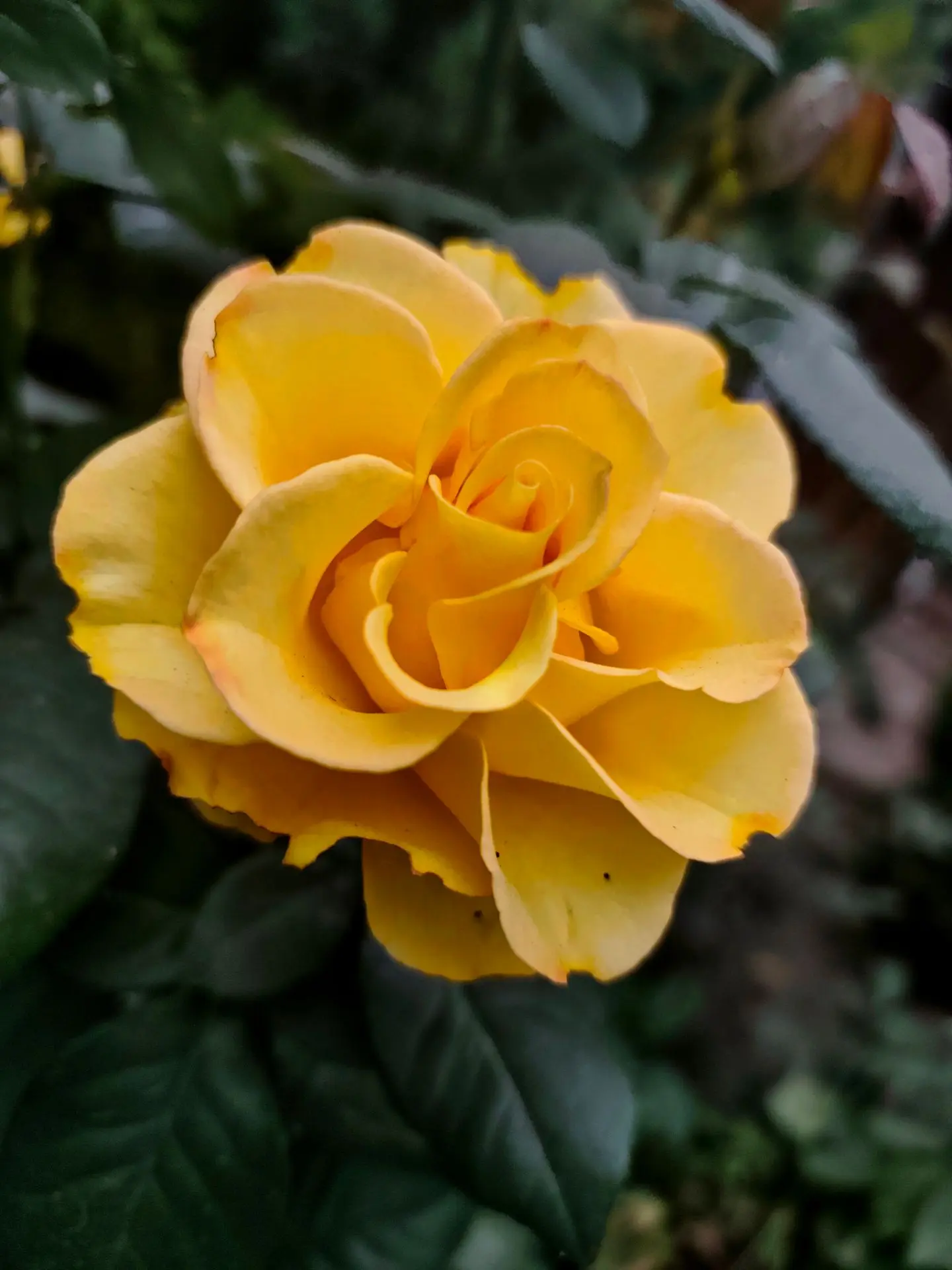 🍁Доброе_ароматное утречко ☕🌹