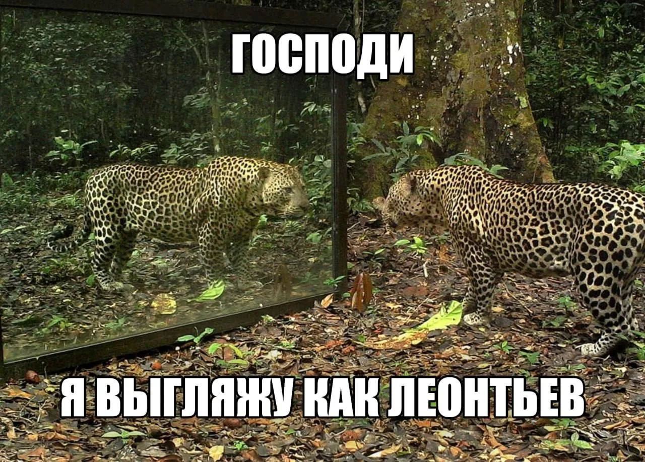 мем дня