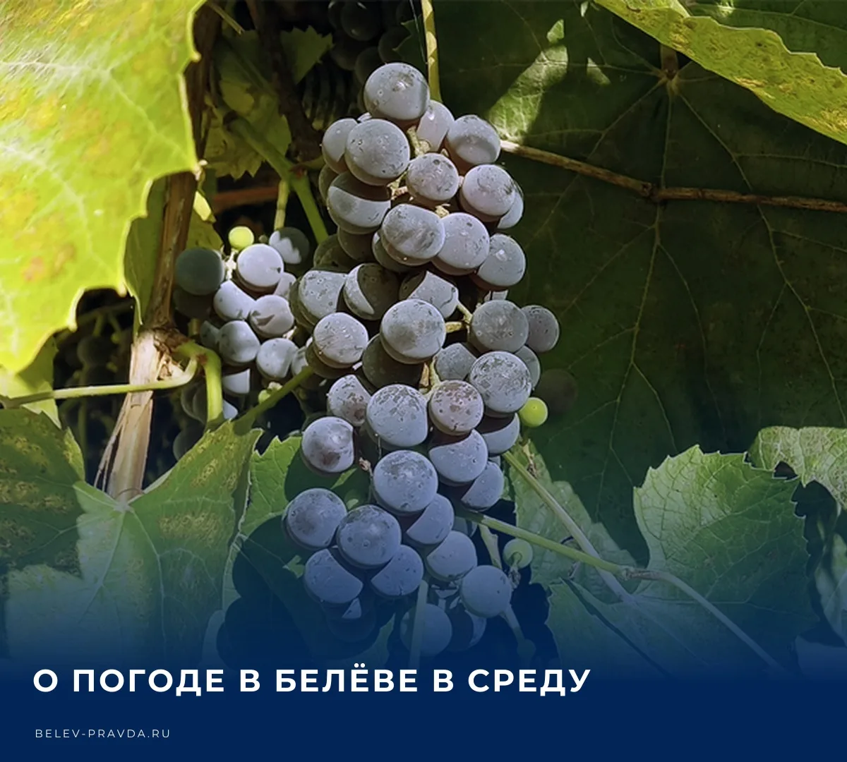 🌤️ Бодрое утро, Белёв! Сегодня в нашем городе по прогнозам синоптиков в течение всего ...