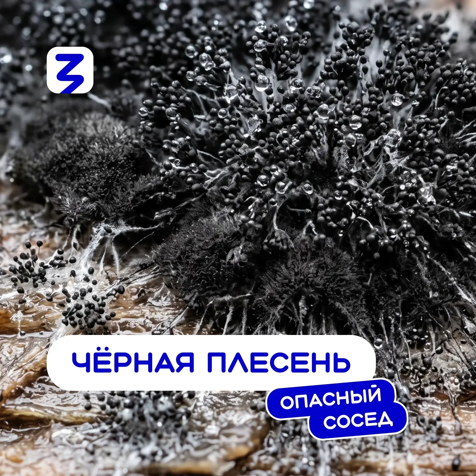 🦠 Чёрная плесень — это колония микроскопических грибов. В отличие от грязи она прораст...