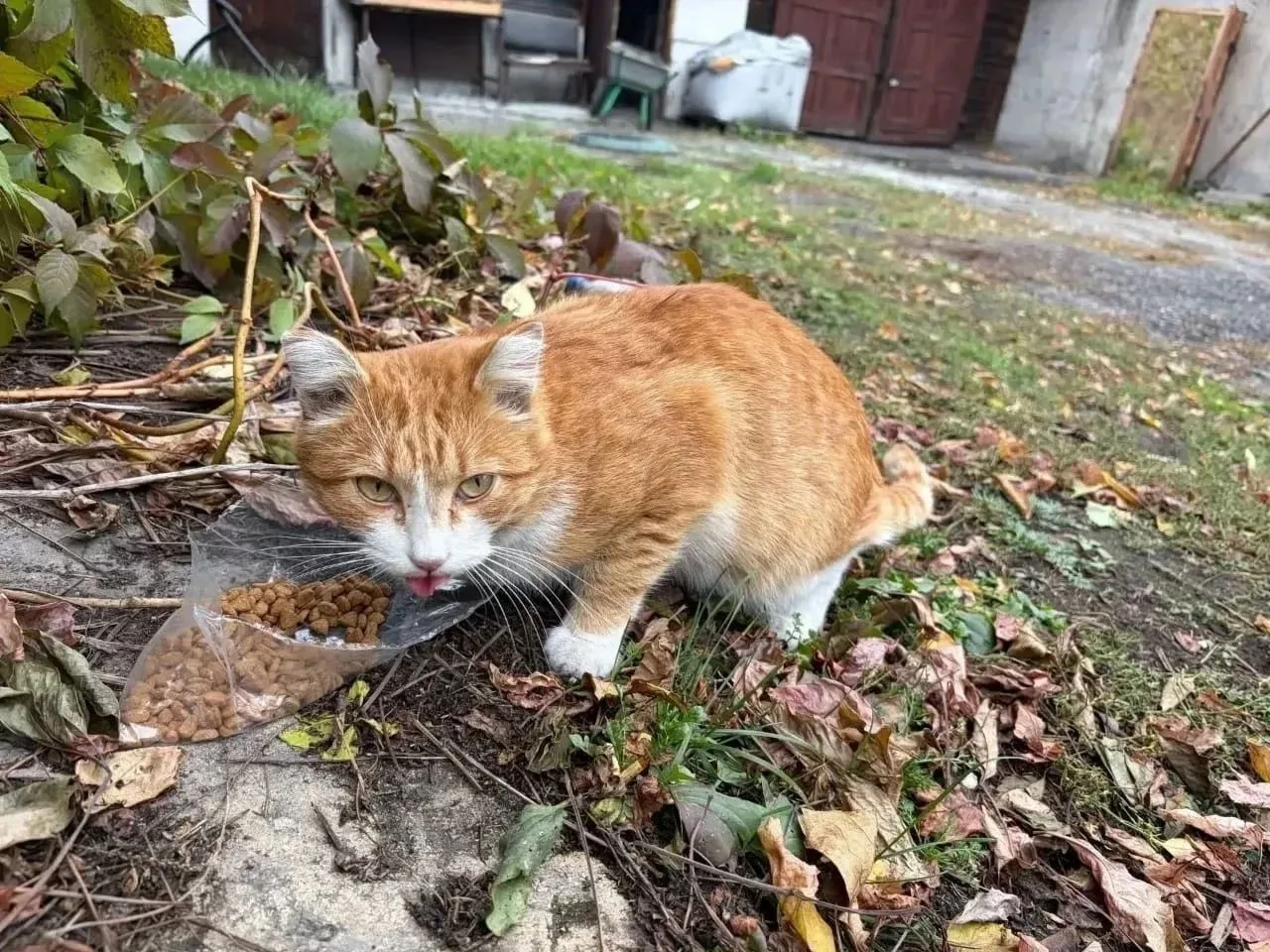 К нам пришёл брошенный кот. Он очень ласковый, немного пугливый. Смотрит и плачет, прос...