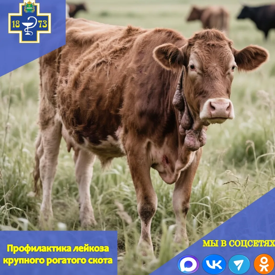 🐄Профилактика лейкоза у крупного рогатого скота.
