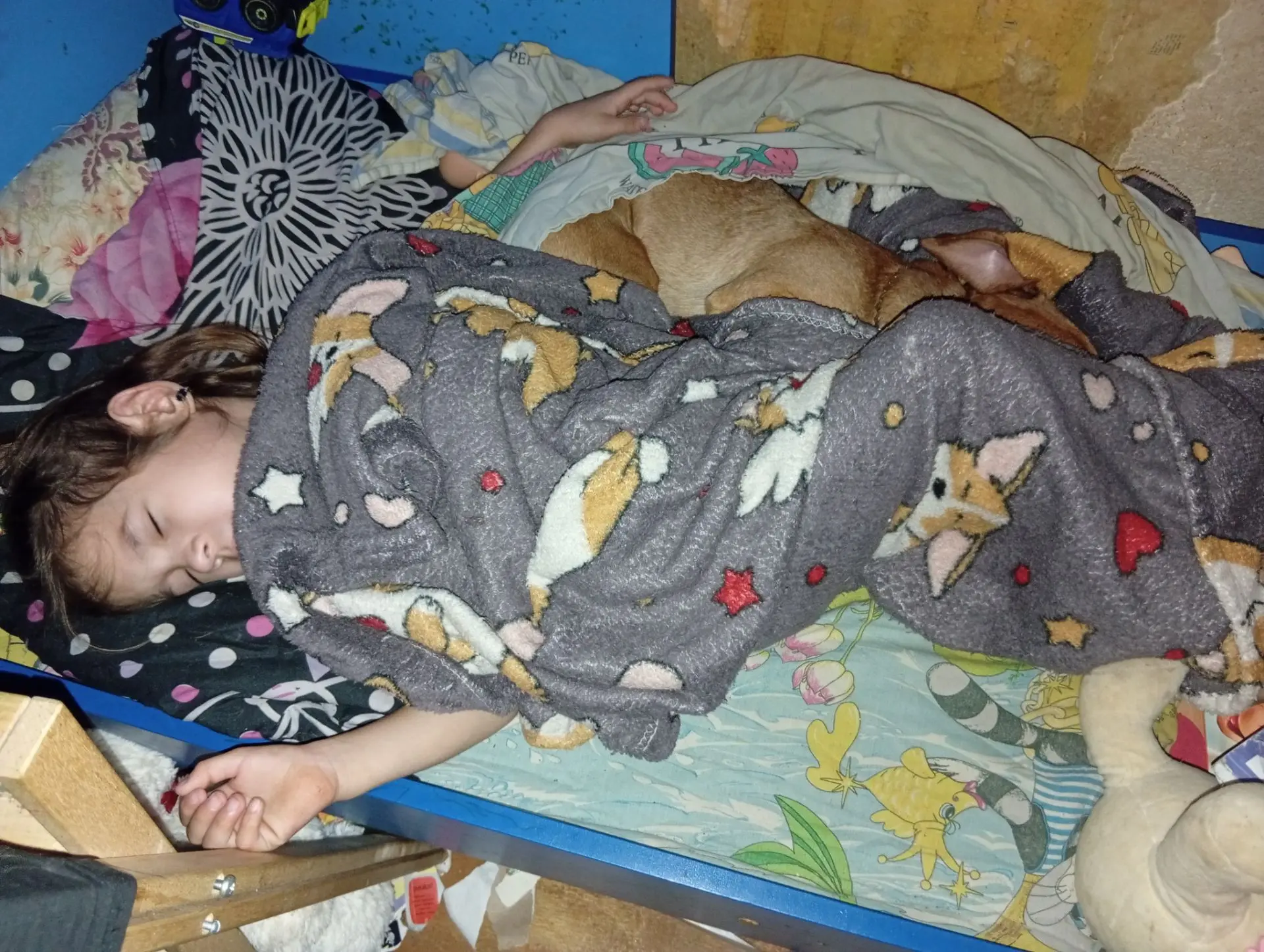 Услышала собачка о передержке, покумекала, и решила - на мать у меня обида, пойду спать...