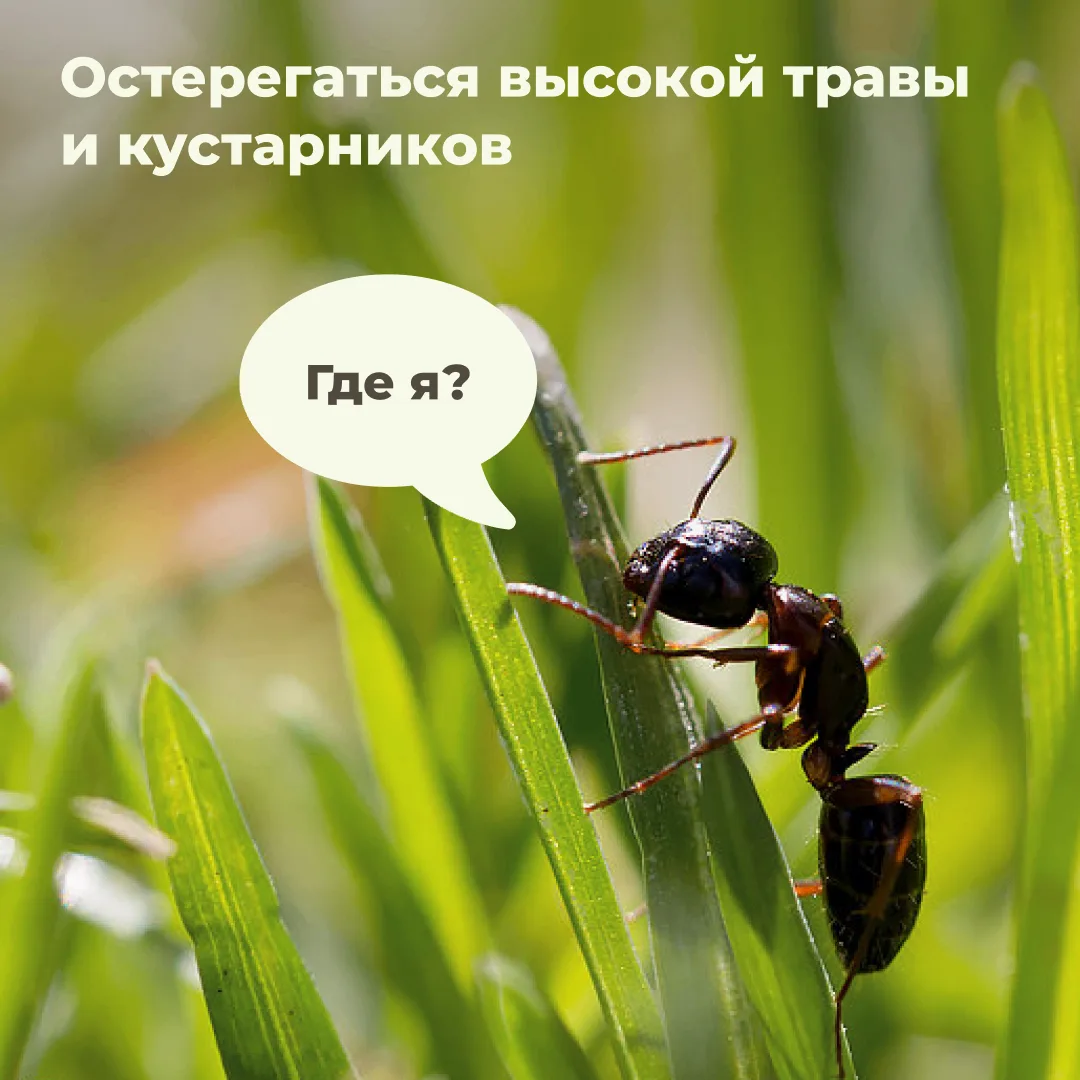 Они не дремлют: где обитают, как защититься и что делать, если обнаружили клеща.
⁣
В карточках собра