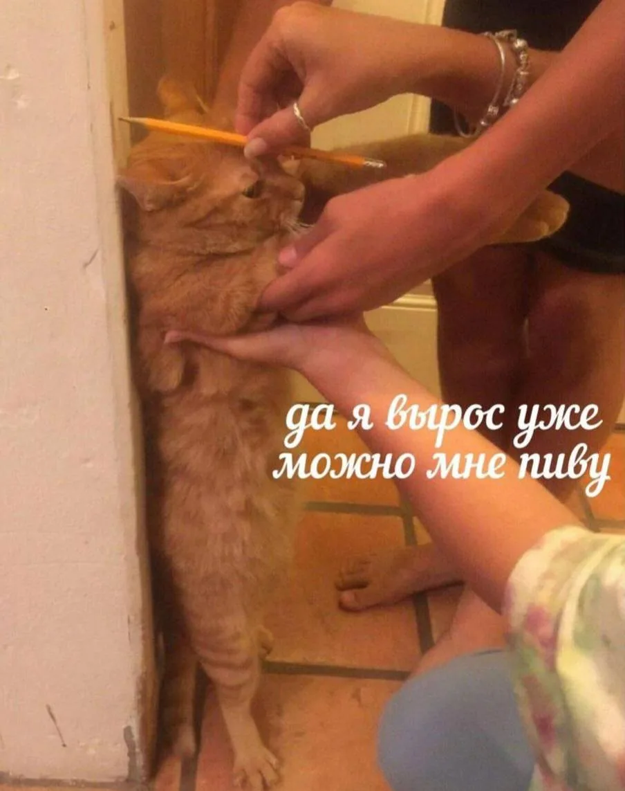 Дадим пивка котику или мал еще?