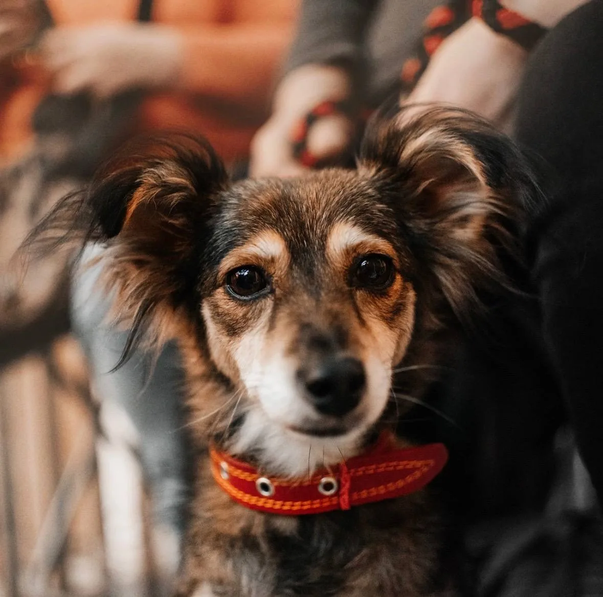 🐾 Самые милые выходные: в Севкабеле пройдёт фестиваль WOOF