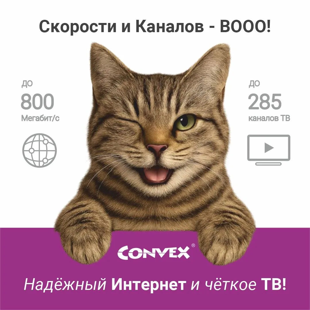 Котики рекомендуют!