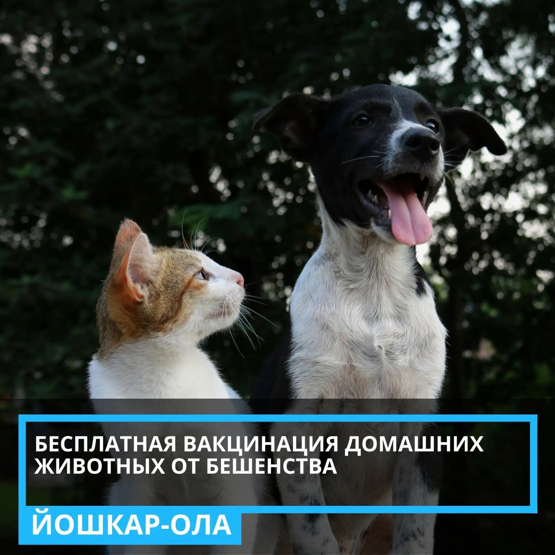 28 мая специалисты Йошкар-Олинской станции по борьбе с болезнями животных бесплатно вакцинируют дома