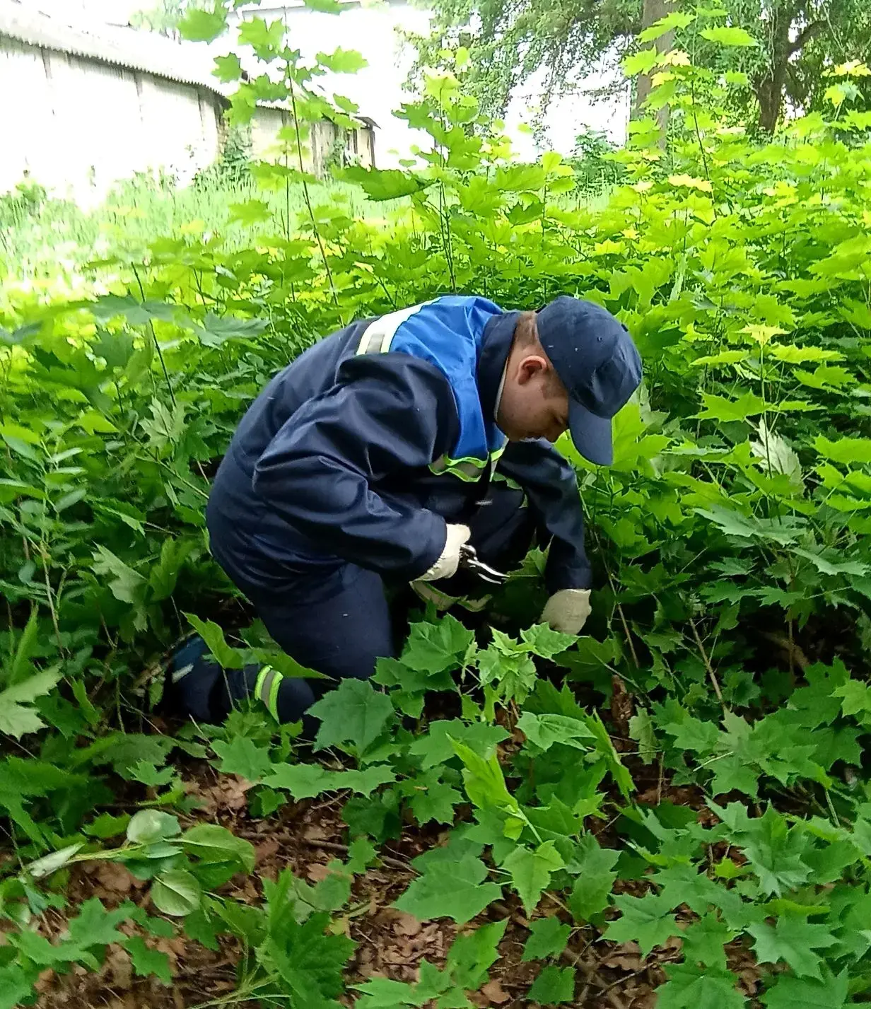 🌳ТРУДОВОЙ ДЕСАНТ. ДЕНЬ 4
