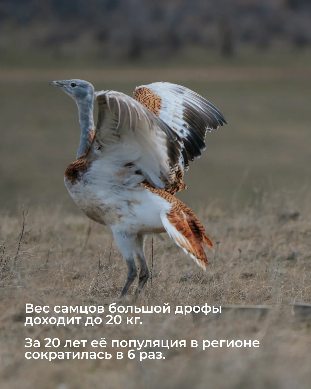 Кажется, Волгоградская область только что стала частью большой истории возвращения дроф! 🐦   В Волго