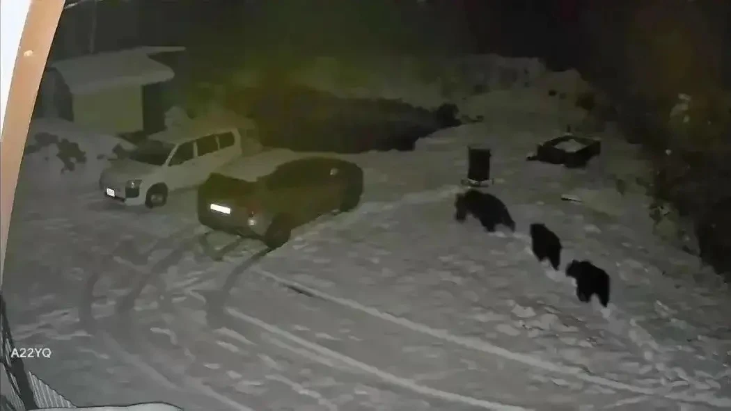 ❗️81 агрессивного медведя ликвидировали с начала года в Югре.