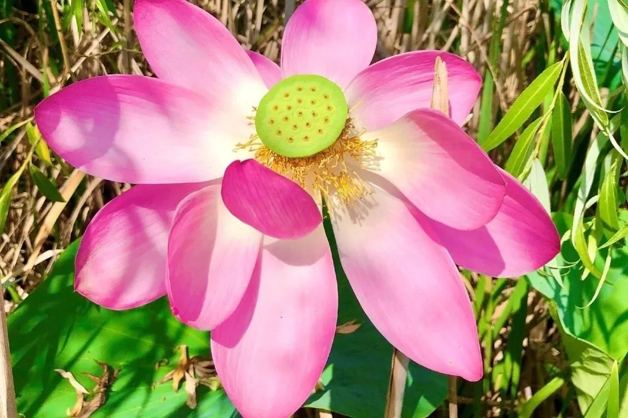 Лотос Белгородский обыкновенный 🌸 
 
Красотища ❤

Мы в Макс- https://max.ru/netip_belgorod
