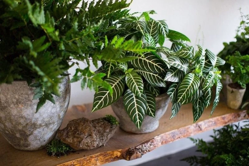 КАКИЕ ЦВЕТЫ МОЖНО ДЕРЖАТЬ ДОМА 🌿

Растения влияют на энергетику дома и здоровье человека. Выбирайте