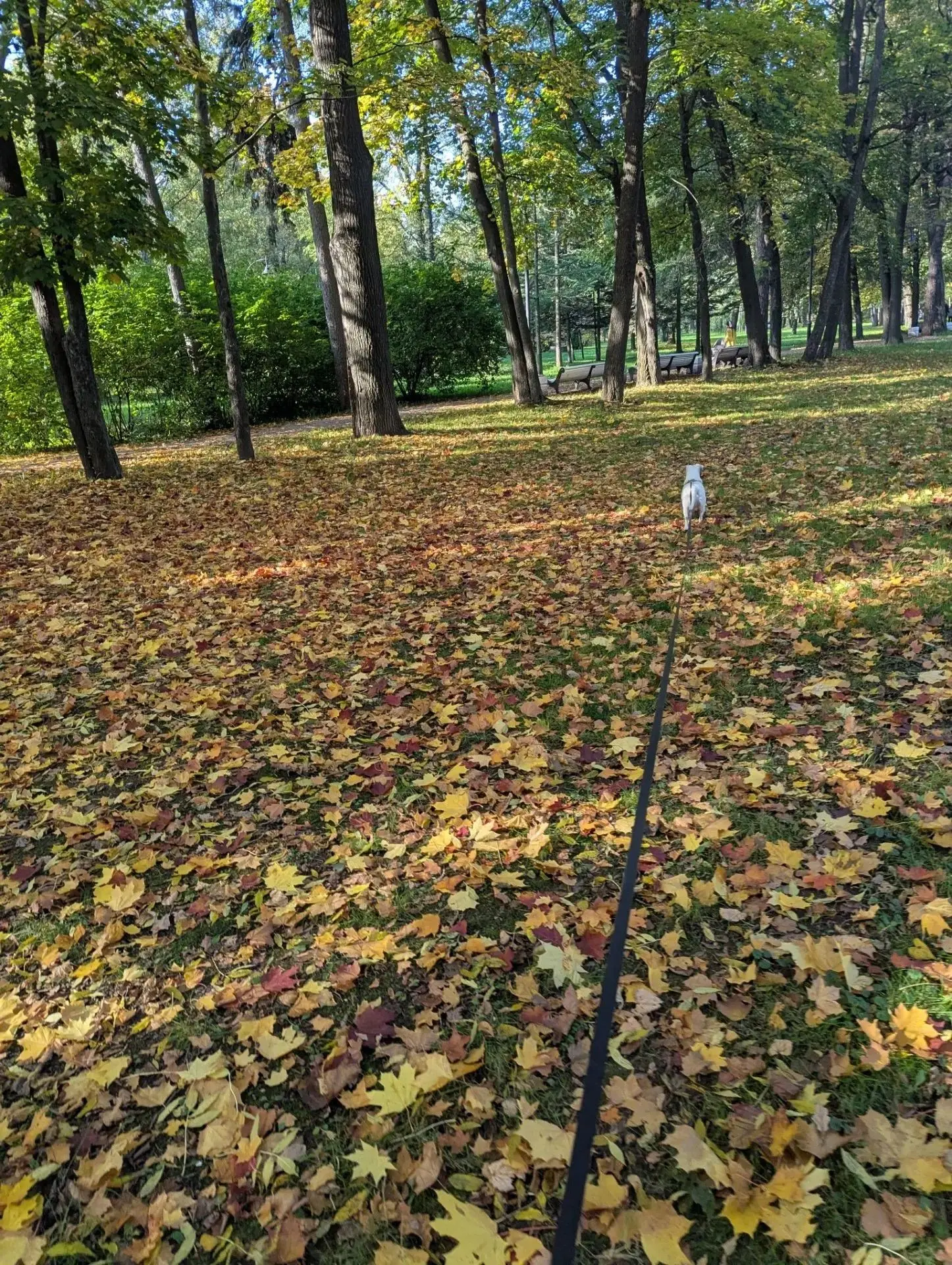В Петербурге официально началась золотая осень. Вы уже успели пошуршать листьями?