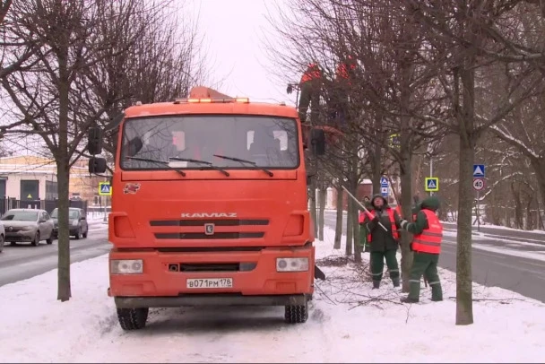 В Петербурге планируют спилить более 50 тысяч деревьев: жителям объяснили причины