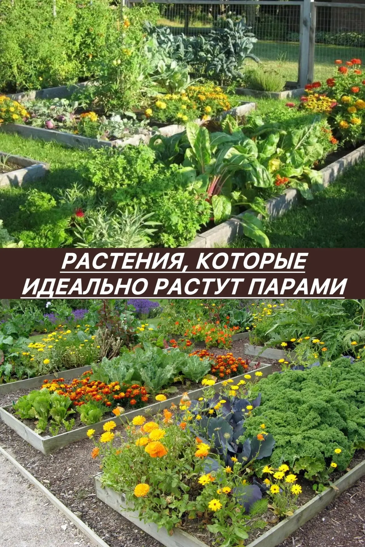 ▌ 🌿 Растения, которые идеально растут парами

В мире растений, как и у людей, есть настоящие друзья