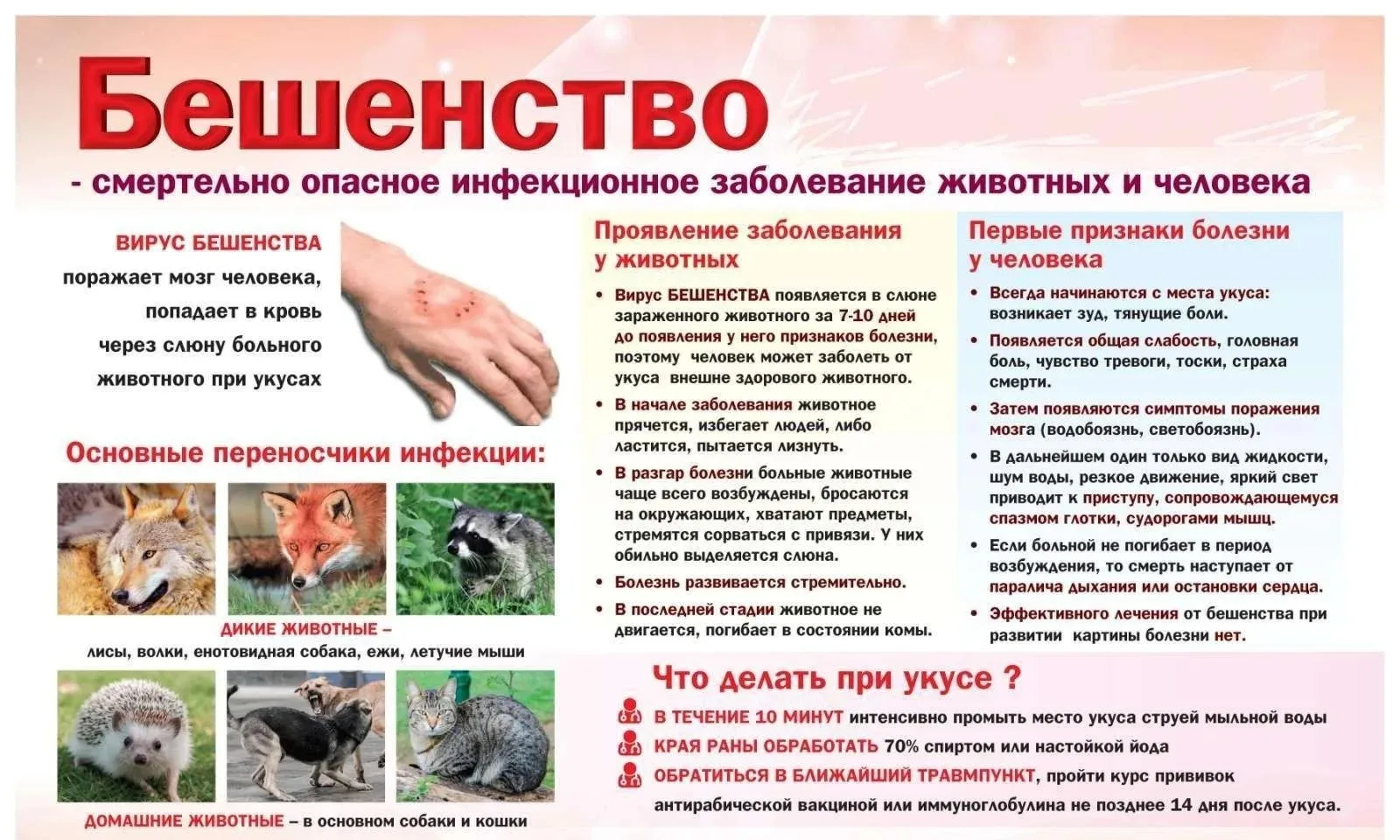 🦊 Бешенство: как защитить себя и близких 🦠

В Вологодской области ведётся активная информационная 