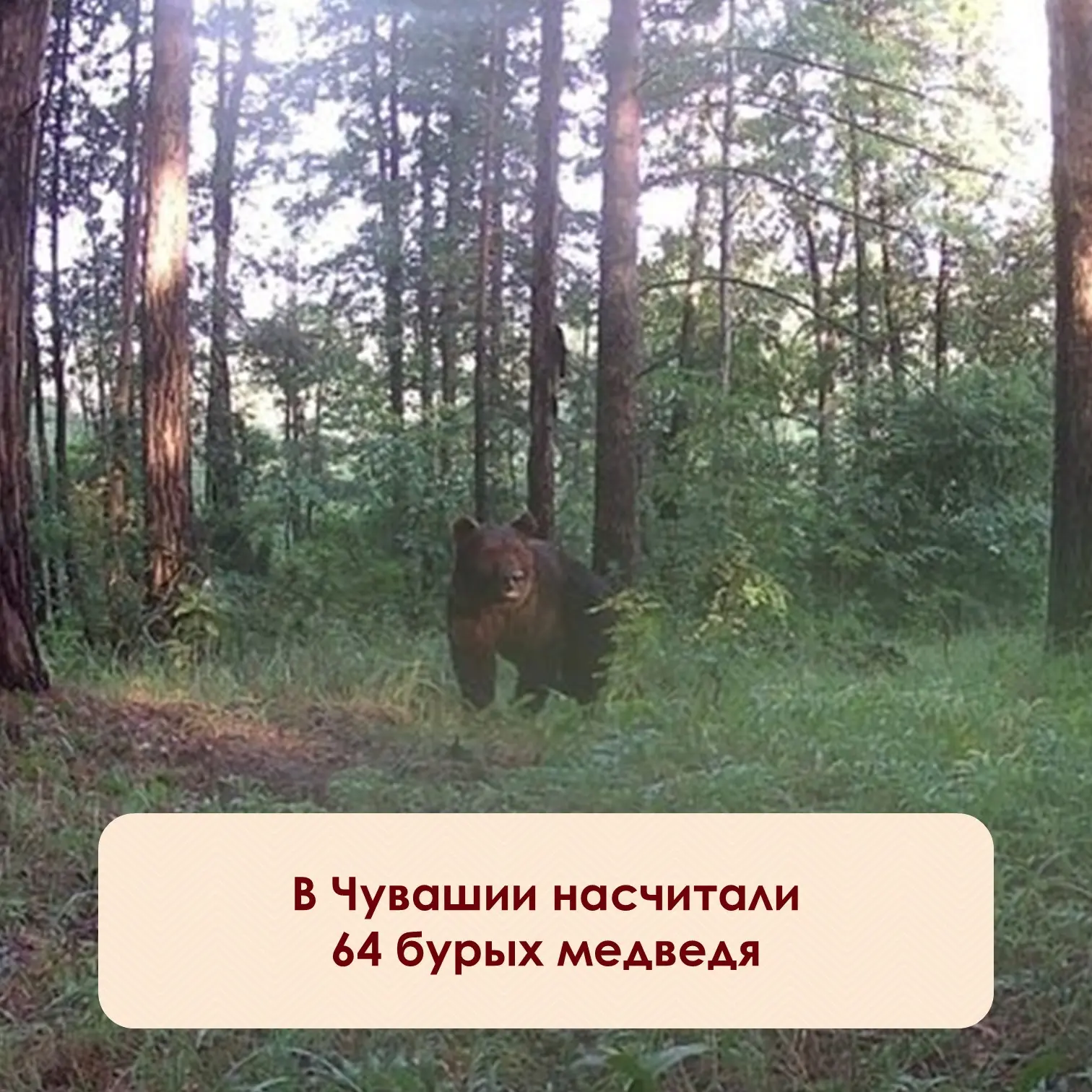 ⚡️Оказывается, в лесах Чувашии живёт 64 бурых медведя! Такие данные приводит Минприроды...