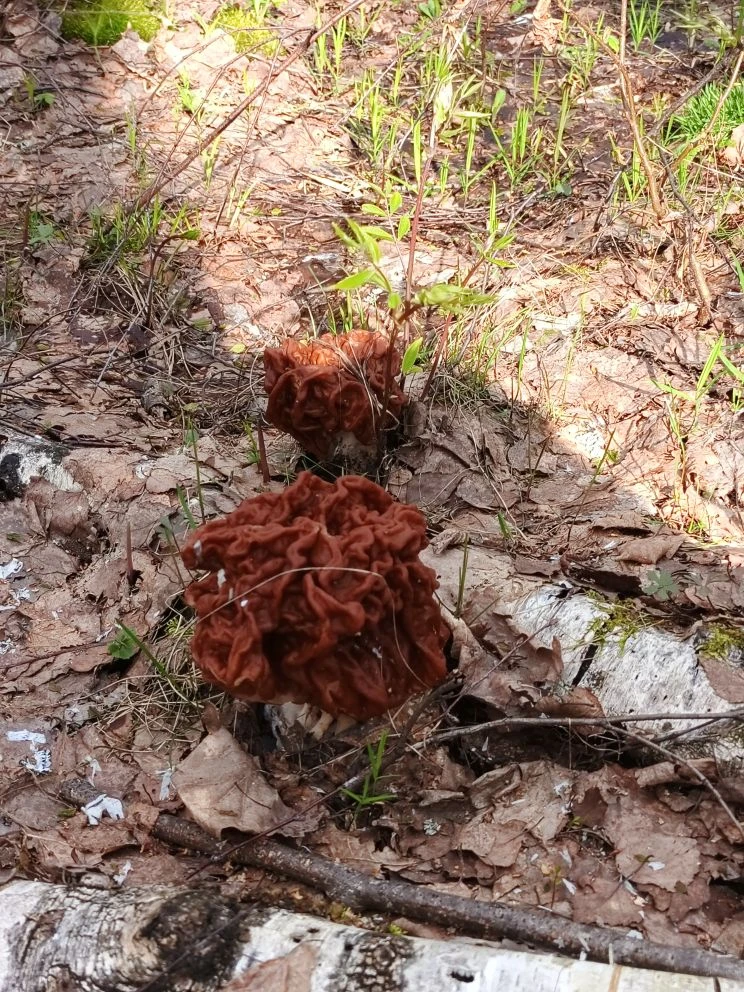 Красота Пителинского муниципального округа🍄‍🟫