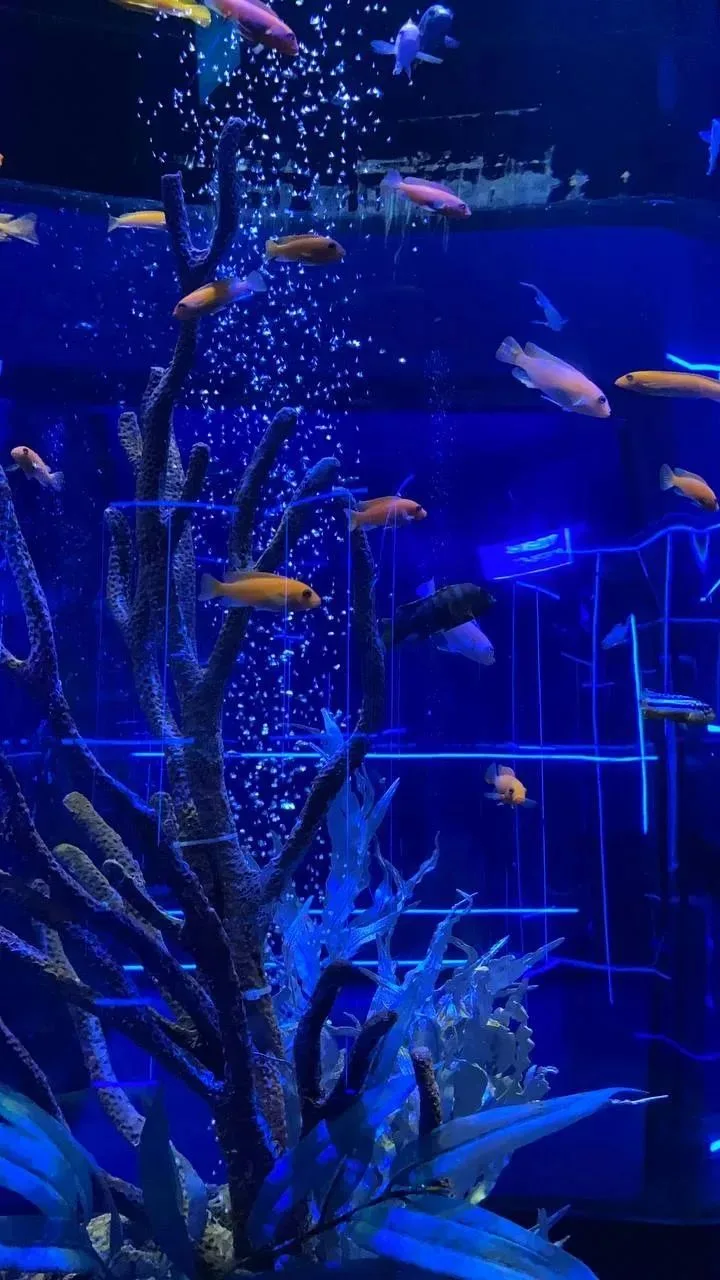 Кадры из Новосибирского океанариума 🐠🐟🦈