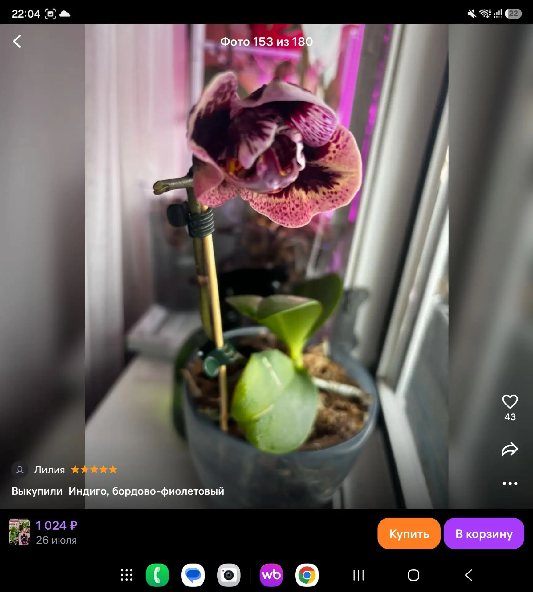 Кто любит орхидеи потемнее, отзывы с фото https://www.wildberries.ru/catalog/223957456/detail.aspx?s
