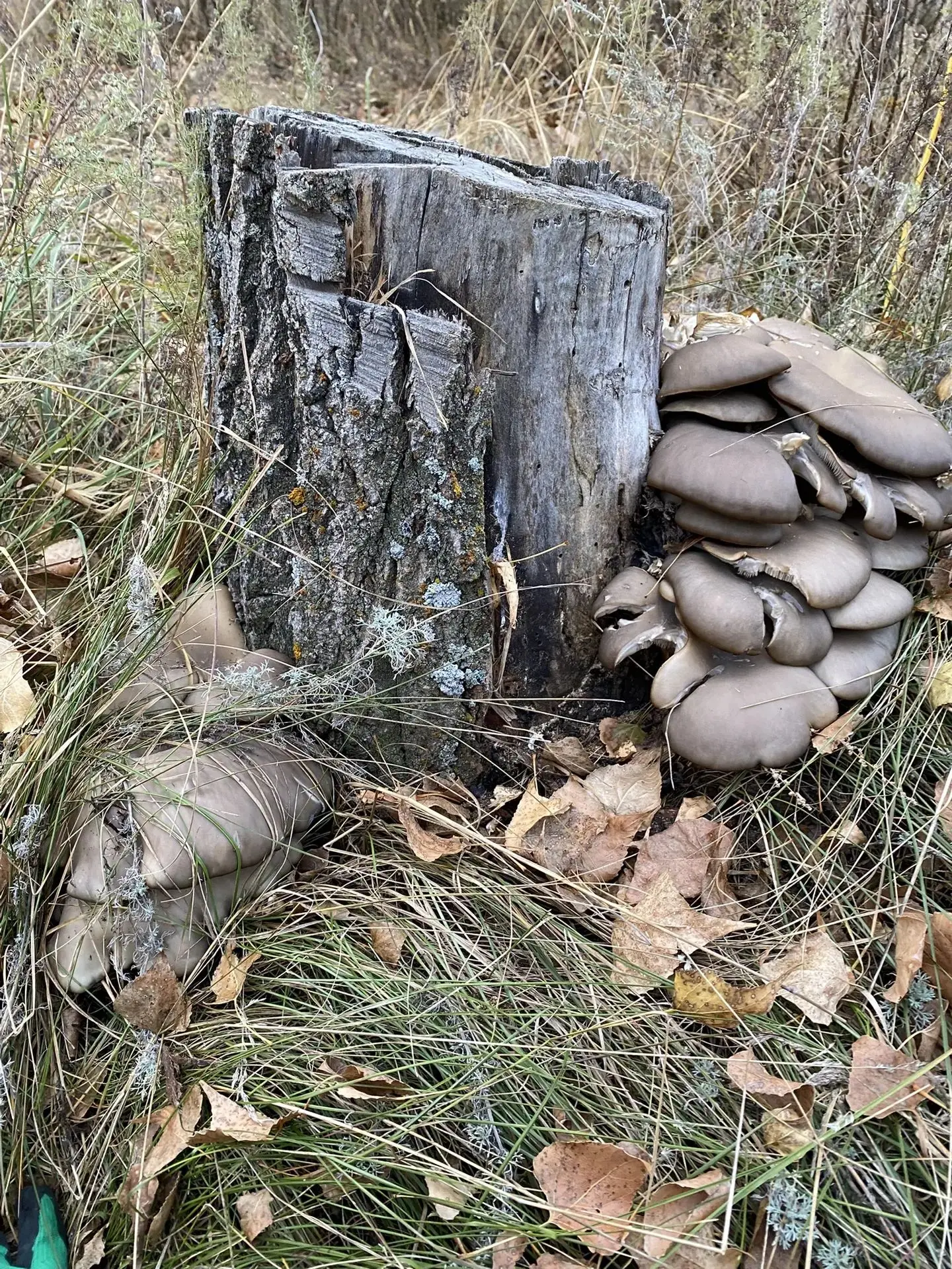 Оренбургская область 🍄‍🟫🍂