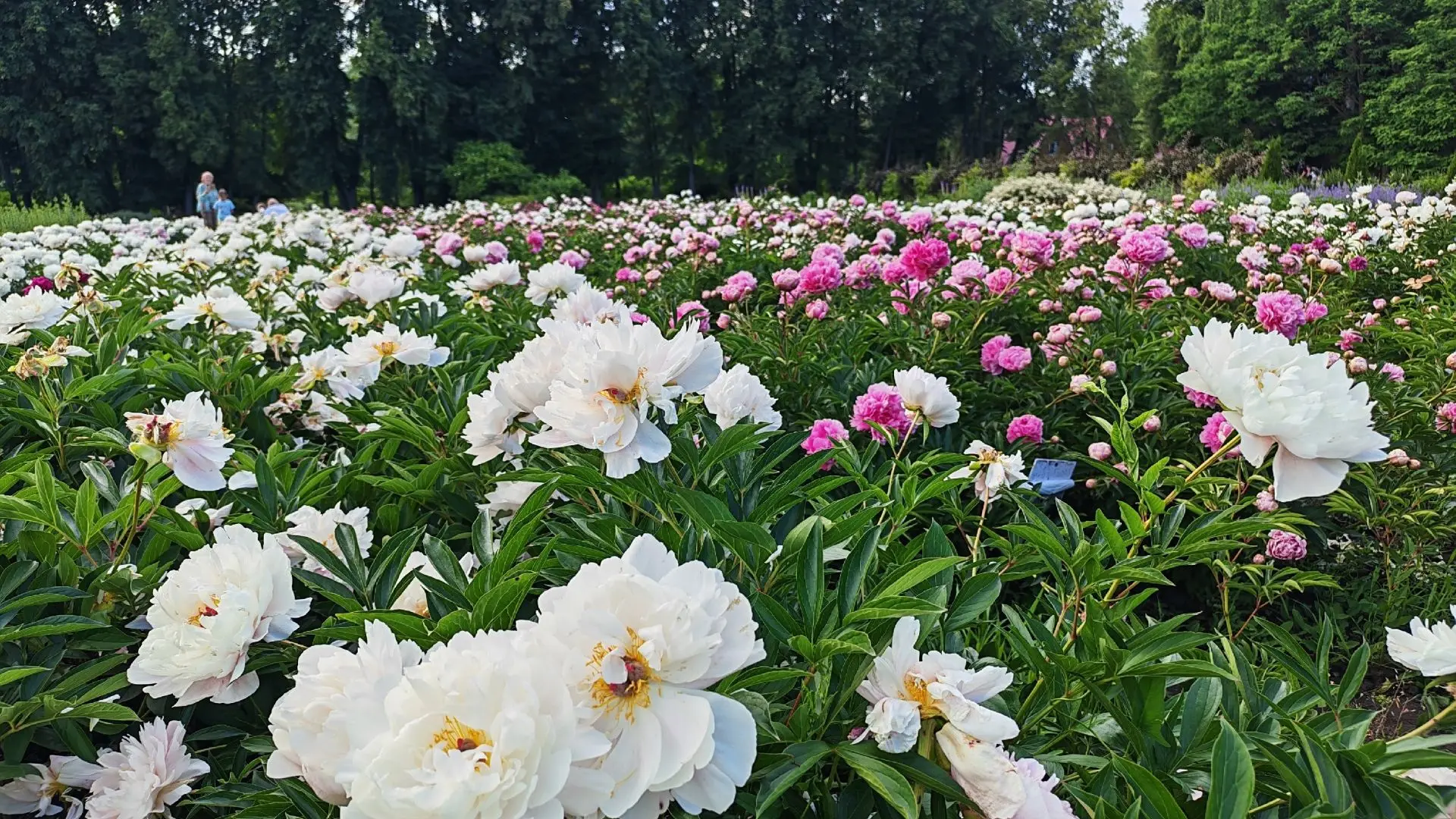 🌸В Ботаническом саду – сезон цветения пионов! 

Яркие краски, роскошные бутоны, идеальные локации д