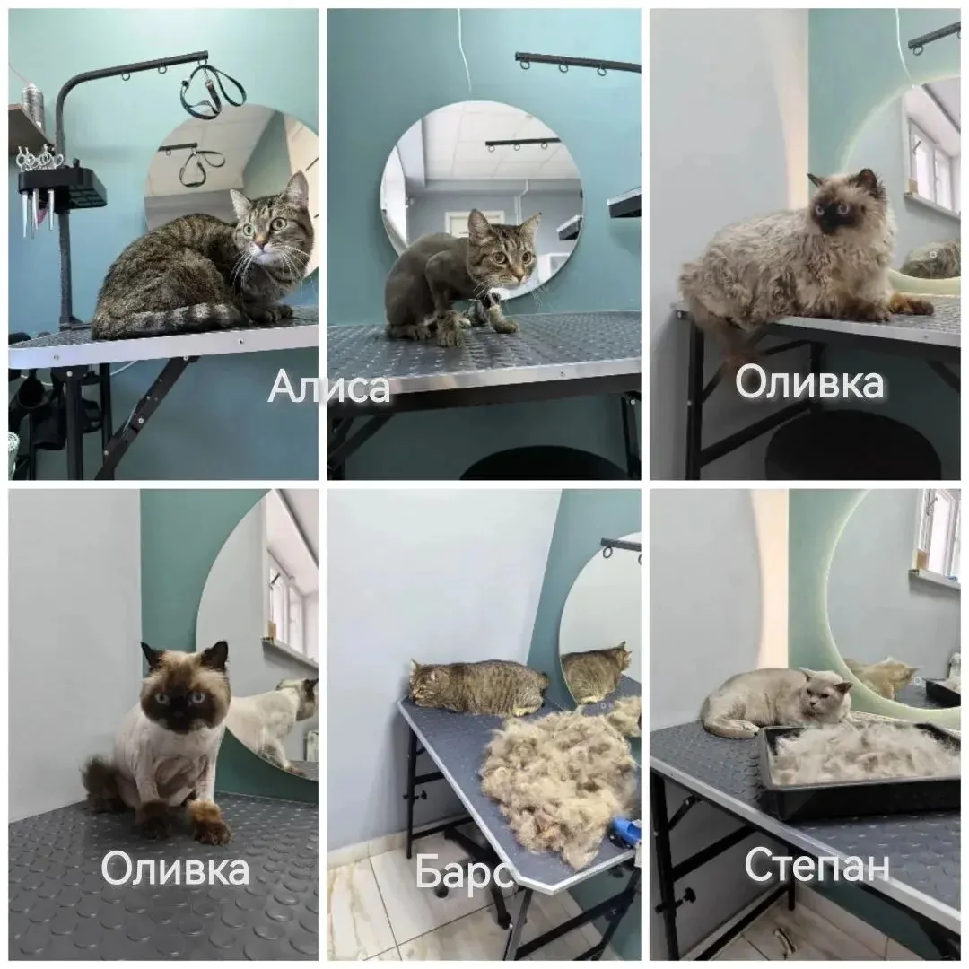 Наши очаровательные Мяу-мяу клиенты 🫶🏻🐾