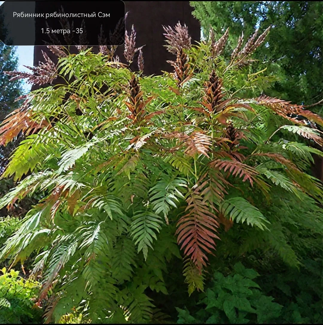 Рябинник рябинолистный Сэм - декоративный низкорослый , раннецветущий кустарник семейст...