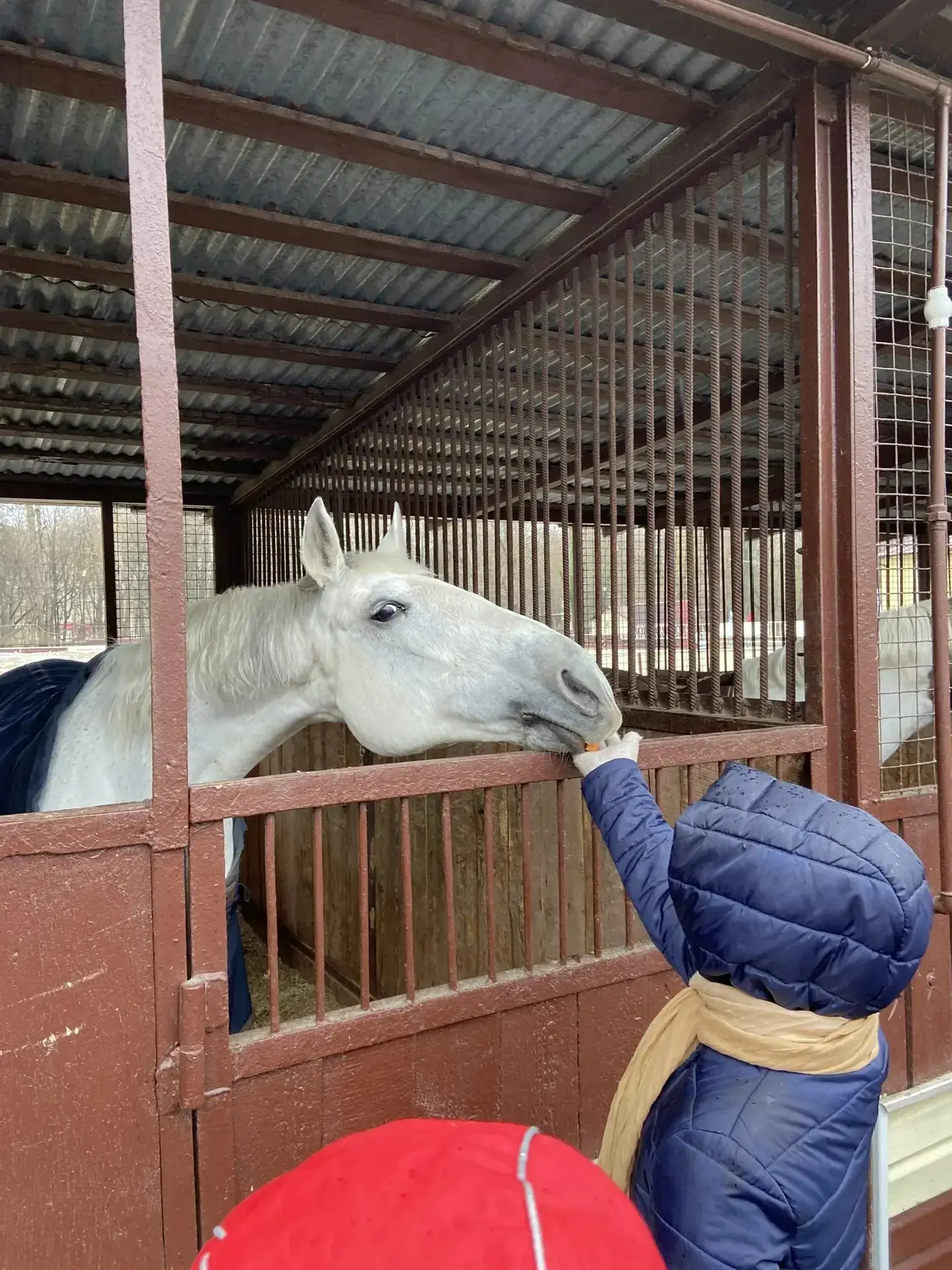 🐴 В гостях у пони!  Ученицы 4 «С» класса Елизавета и Виолетта нашей школы побывали на экскурсии в ко