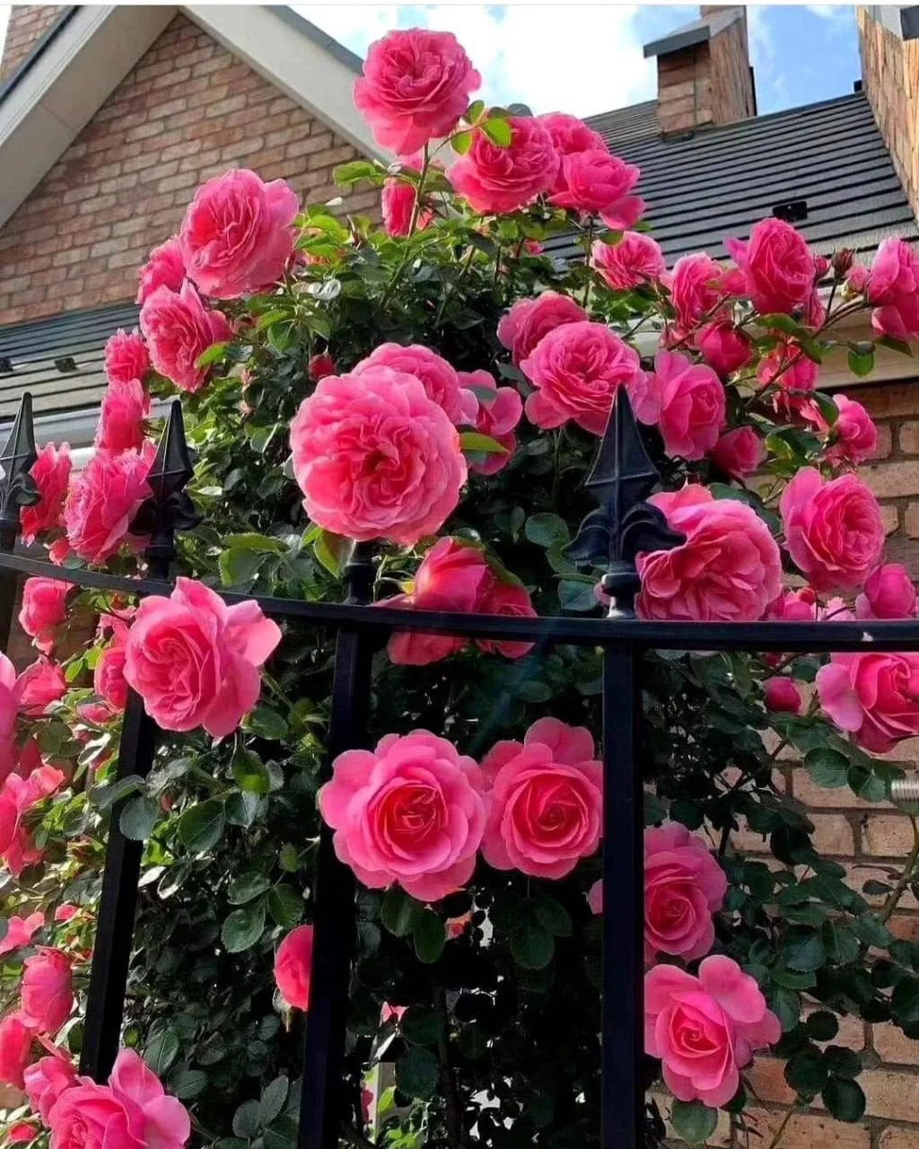 🌹 Роскошная роза Леонардо Да Винчи
⠀
Сорт розы Леонардо да Винчи можно назвать универсальным, подхо