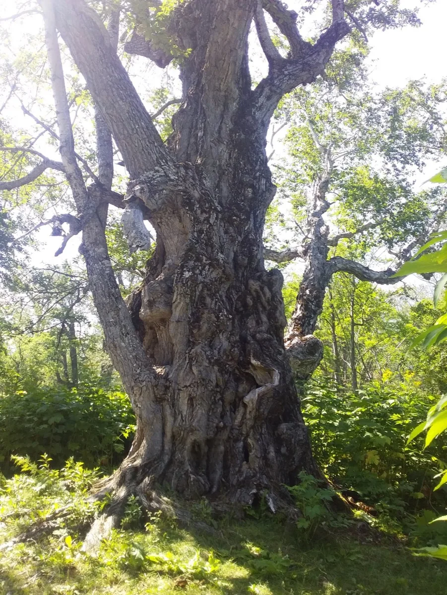 В конкурсе «Российское дерево года» участвует камчатский тополь 

🌳 Тополь с необычной формой ствол