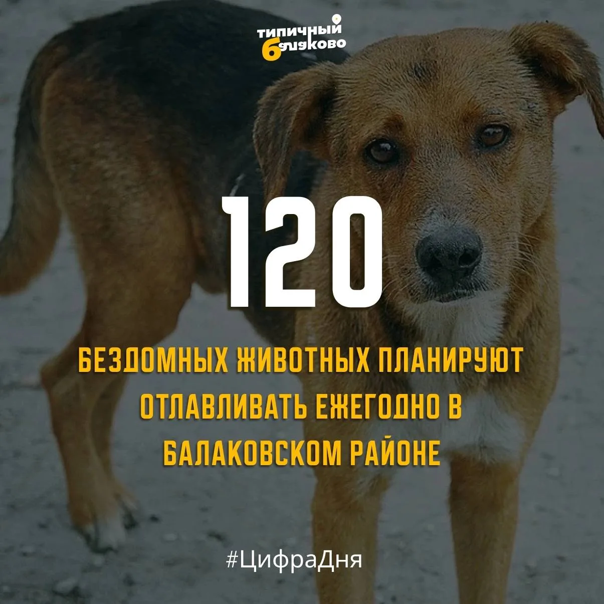 🐶 Балаковскому району утвердили прогноз отлова животных