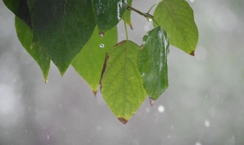 🌧 Жителей Приамурья ждет прохладная неделя с заморозками и дождями  Начало недели принесет первые не