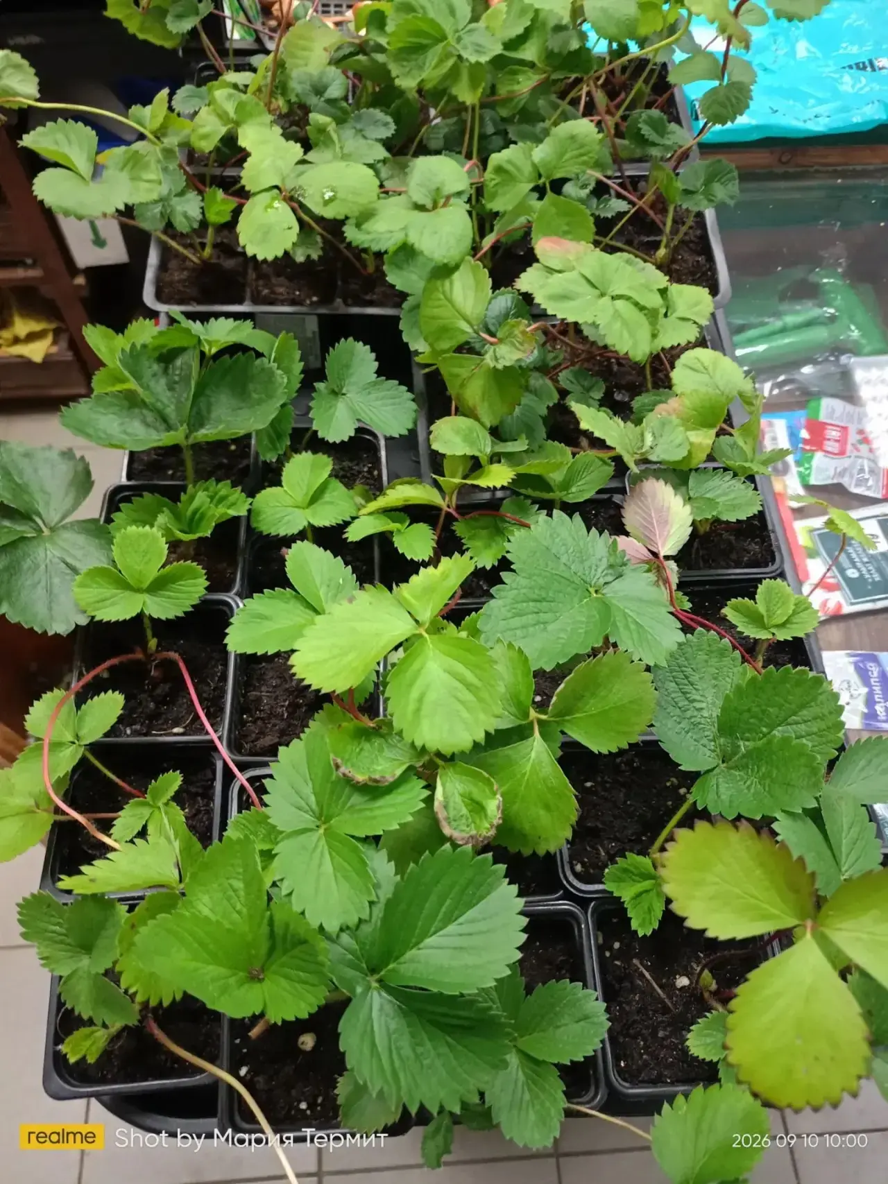 Доброе утро, наши любимые садоводы! 🌞🍓