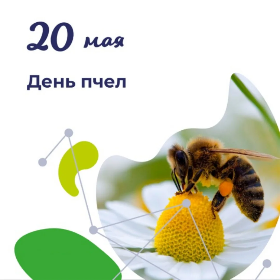 🐝💚Всемирный день пчёл — международный праздник, ежегодно отмечаемый 20 мая.