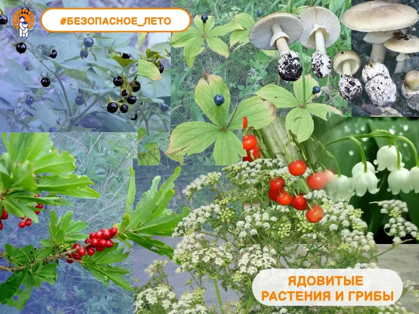 Завершая марафон о безопасности детей, поговорим о 🌿 ЯДОВИТЫХ РАСТЕНИЯХ И ГРИБАХ

«Не пробуй — это 