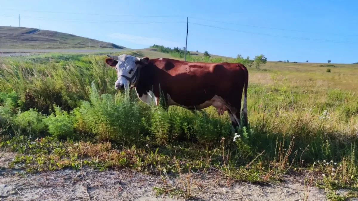 🐄 В двух селах Самарской области ввели карантин по лейкозу скота
