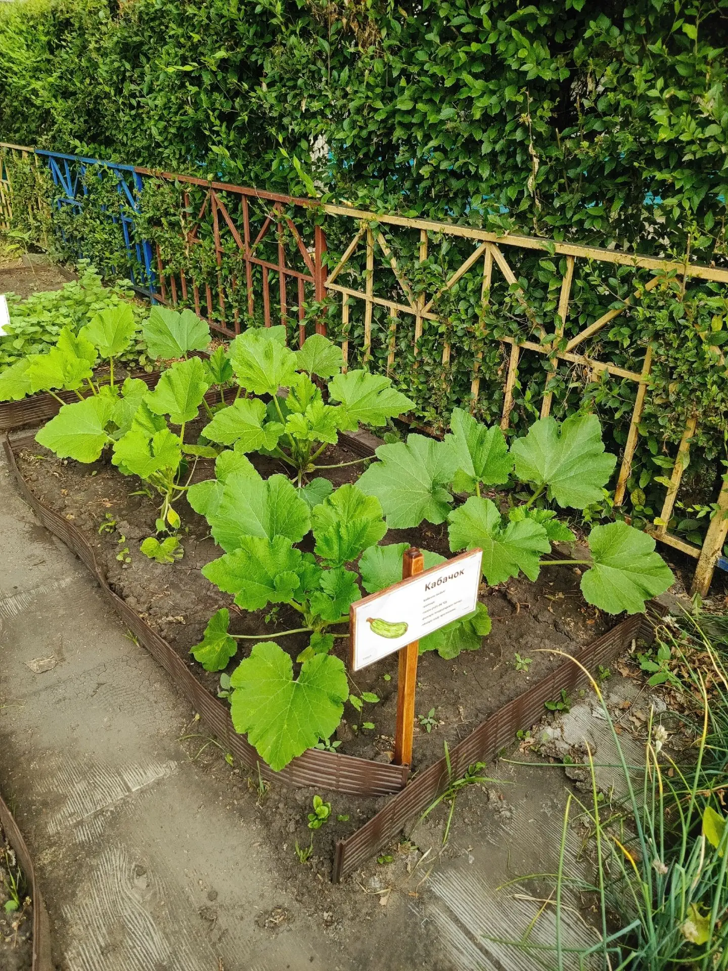 🥕 Урожай на подходе!
В нашем саду кипит работа на собственном мини-огороде! Наши юные садоводы с ус