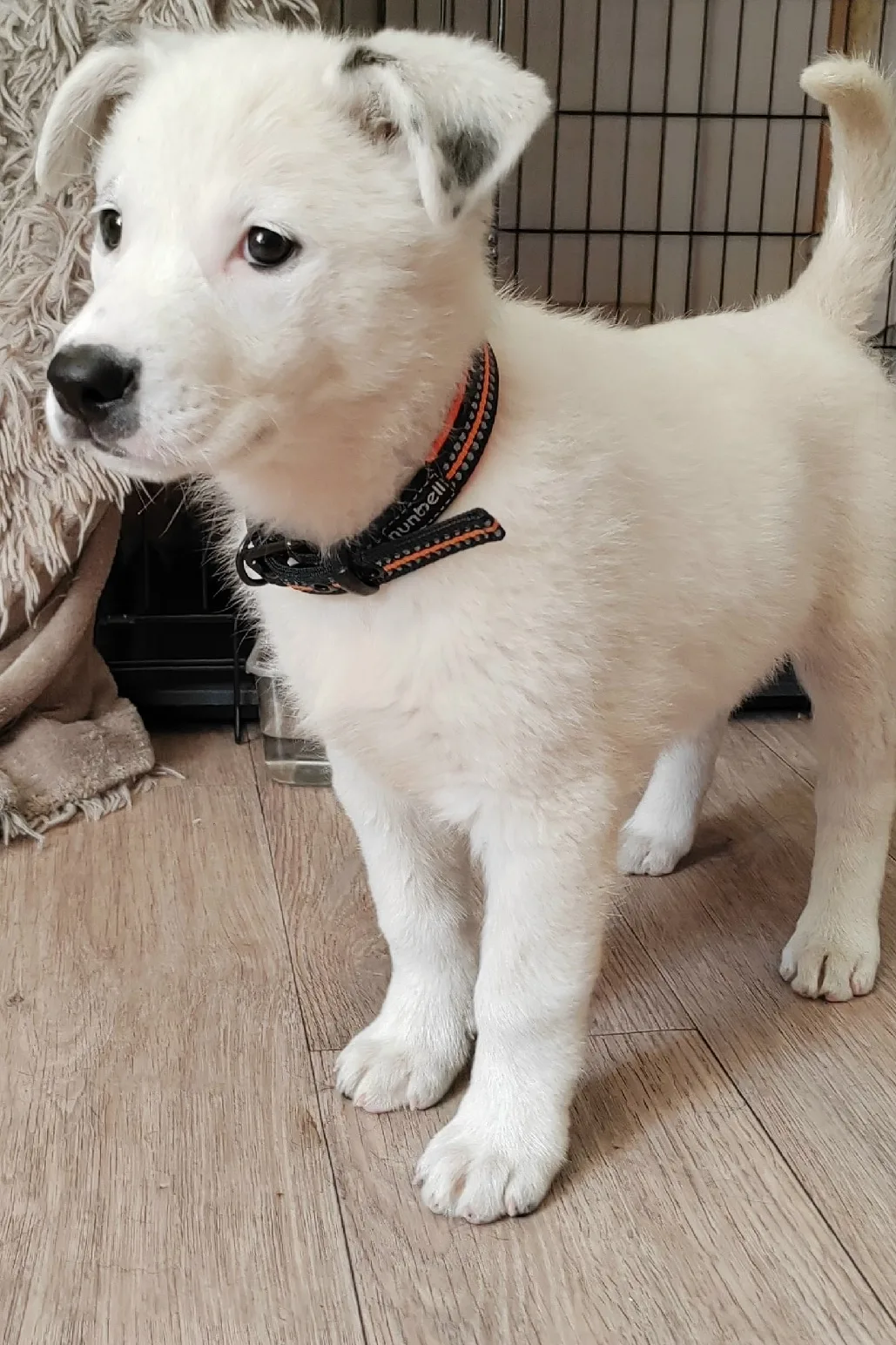 🐶🐶 🐶 Белоснежная девочка ищет дом и любящую семью. У неё есть милая особенность - пя...