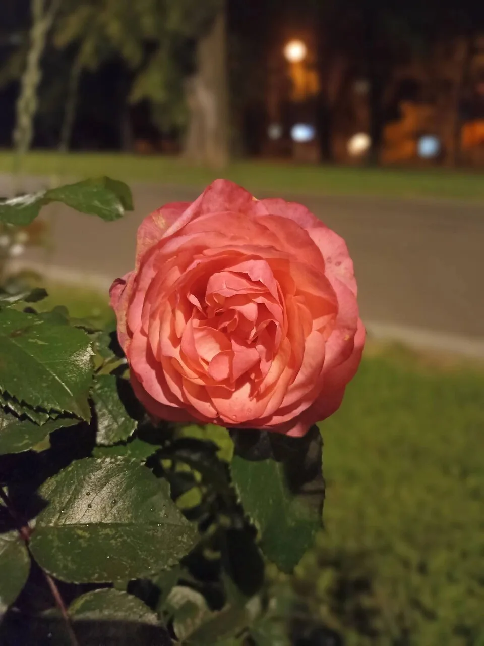 Чудесного вам вечера, соседи! 🌹