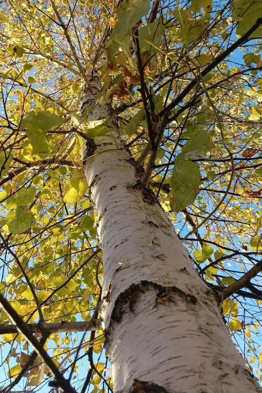☀️ Хәерле иртә!