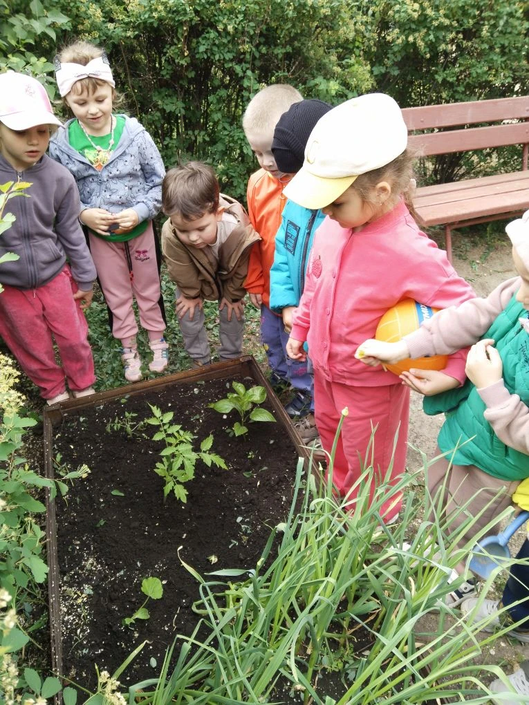 🌿 Урожай с нашего огорода! 🍅

Сегодня воспитанники 7 группы вместе со своим воспитателем Семеновой
