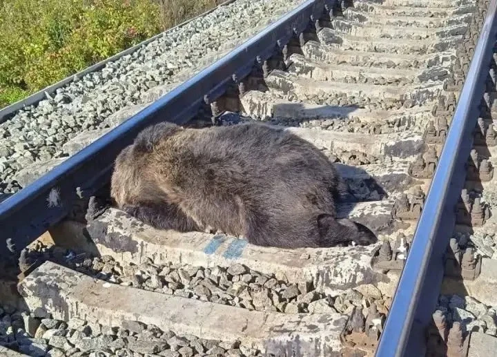 🐻 На железной дороге в Серове и под Ивделем за сентябрь погибли три медведя
