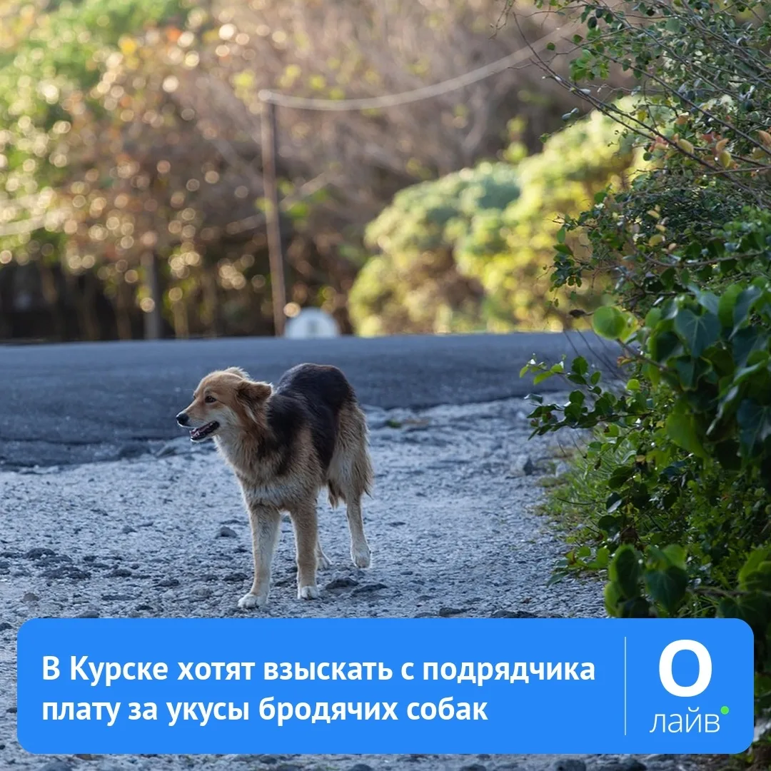 🐕 В Курске хотят взыскать с подрядчика плату за укусы бродячих собак
